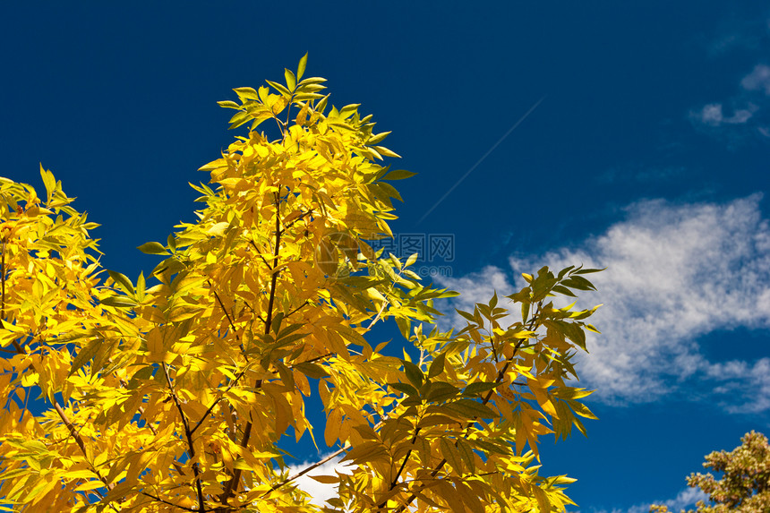 叶树 柳树绿色黄色天空蓝色白色叶子图片