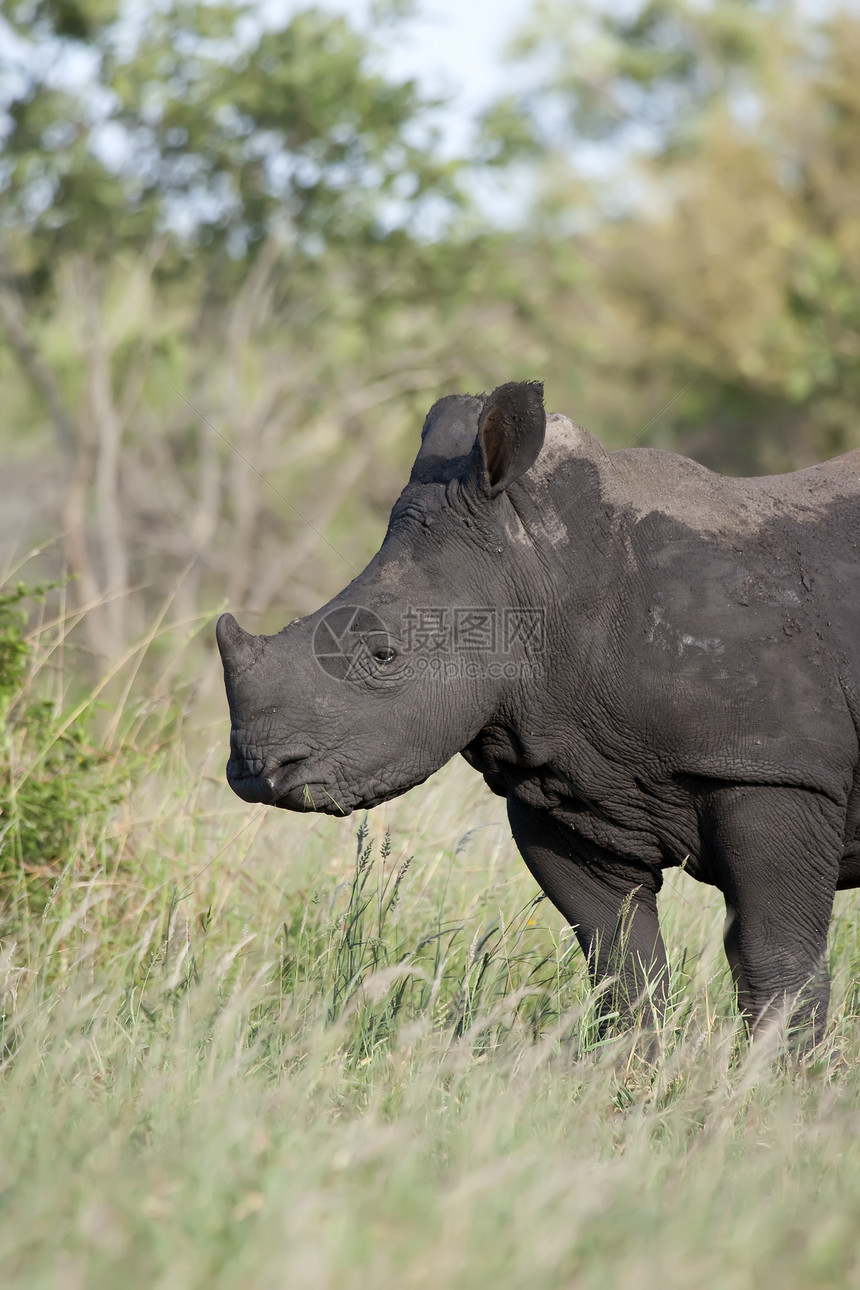 Rhino婴儿喂养濒危区系白色动物哺乳动物巨头食草动物群植物自然图片