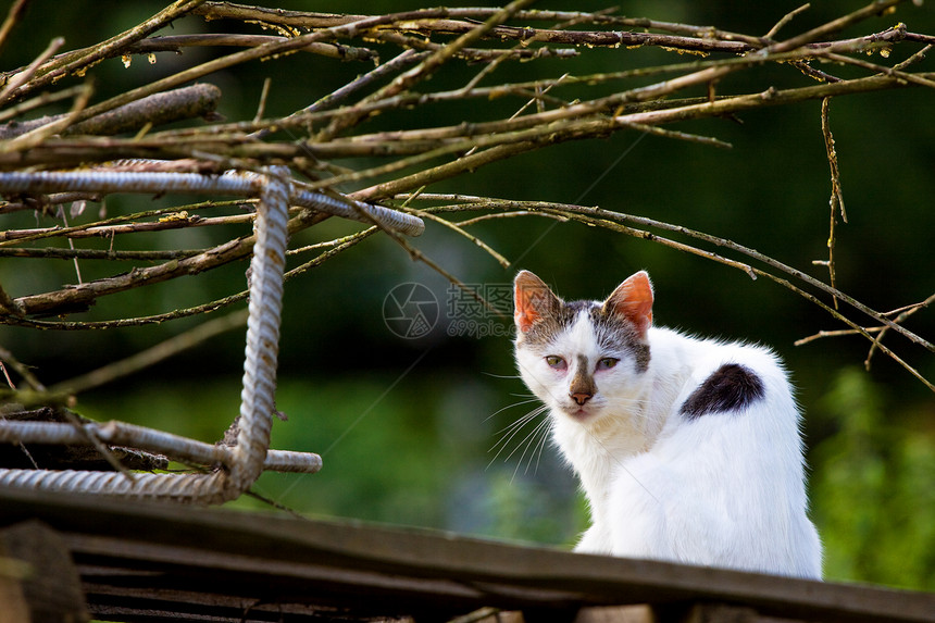 白流浪猫看着看门人猫科动物兴趣美丽动物荒野捕食者食肉生活野生动物毛皮图片