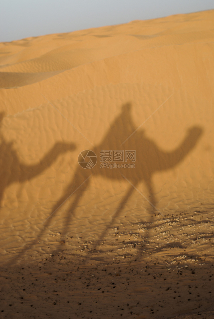撒哈拉沙漠大篷车运输游客骆驼动物旅行寂寞沙漠孤独沙丘图片