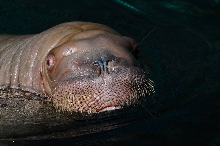 象体毛皮眼睛海象动物园野生动物狮子身体运输游泳海豹图片