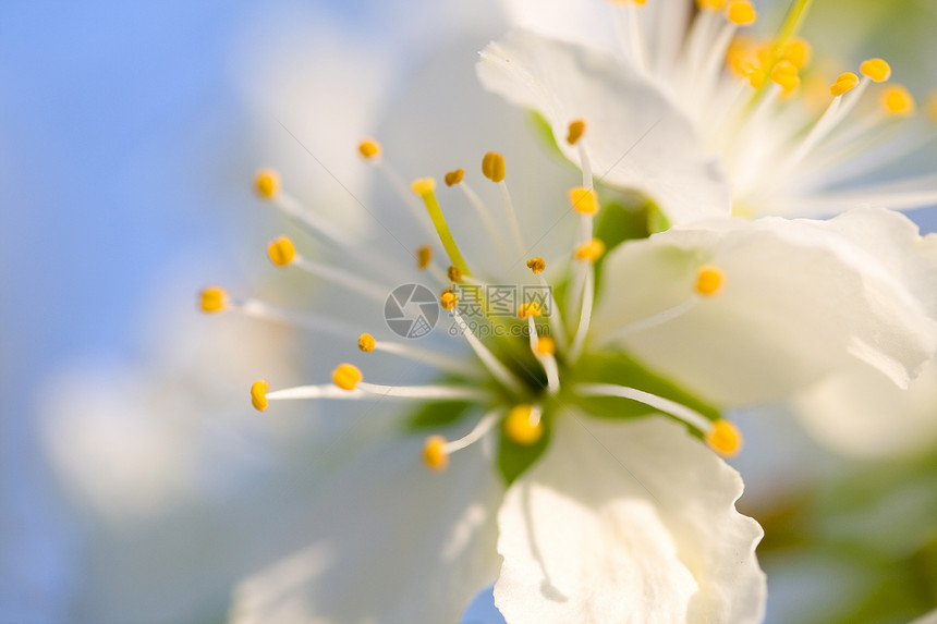 樱花花蓝色宏观黄色白色生活果园花瓣图片