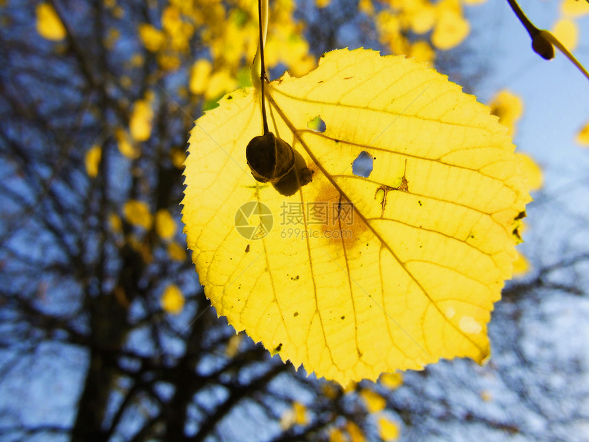 石灰叶黄色树叶宏观叶子图片