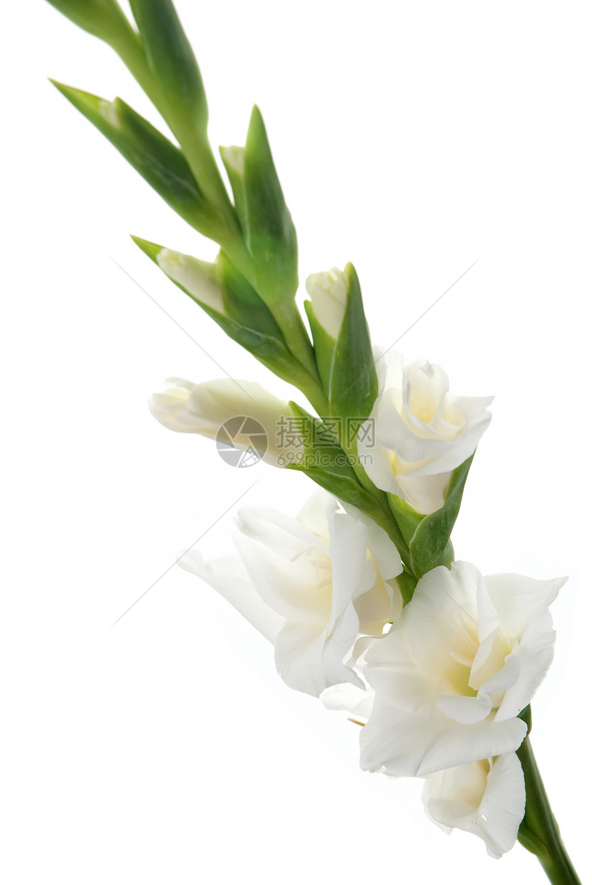 白色格拉迪奥卢斯细节花瓣园艺叶子雌蕊美丽宏观工作室绿色礼物植物图片