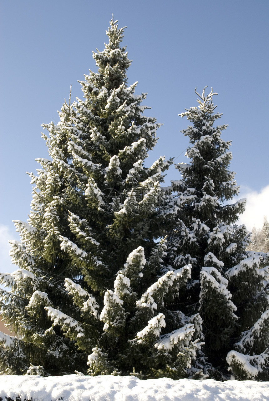 美丽的fir树天空季节冻结木头白色图片