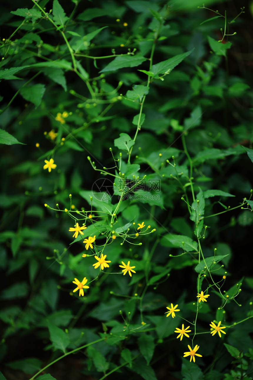 黄黄色花朵花粉晴天植物圆圈植物学植物群灌木种子花园园艺图片