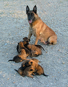 马里宠物牧羊犬小狗牧羊人犬类动物背景