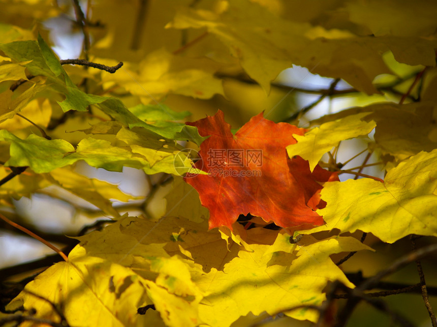 秋余假季节枫叶森林红色叶子水平树木绿色树叶图片