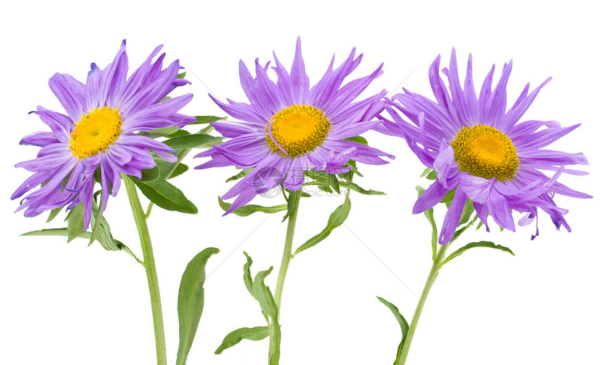 3个紫罗星被隔离花粉白色黄色叶子植物学紫色花瓣宏观植物图片