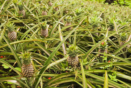 菠萝种植园农场丘陵摄影水果高清图片