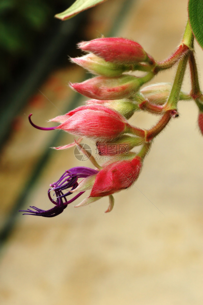 花生芽公园生长环境花园图片