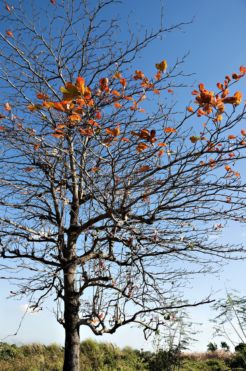 树摄影灌木树干天空树叶图片