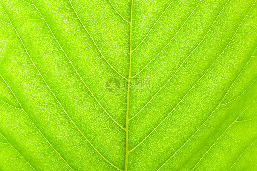 胡桃叶纹理绿色静脉光合作用宏观板栗植物框架环境生长叶绿素图片