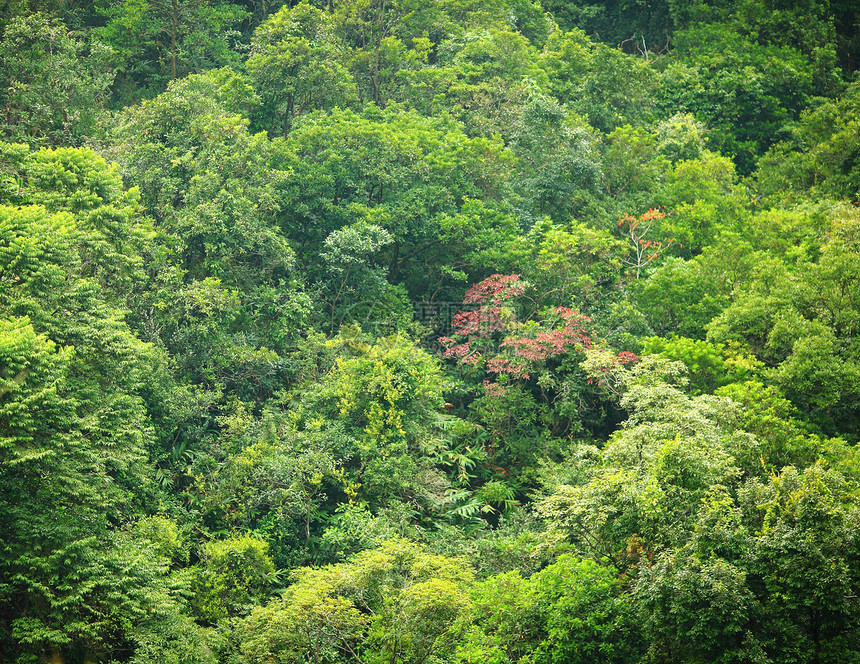 从高处的森林视图绿色木头植物群滚动墙纸公园丛林季节植被阳光图片