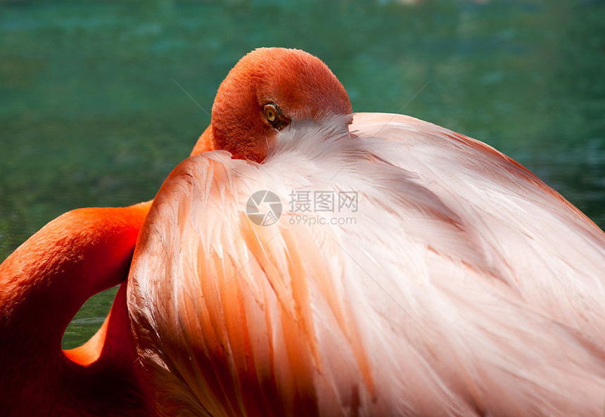 火焰之眼火烈鸟热带手表眼睛荒野橙子野生动物粉色红色异国图片