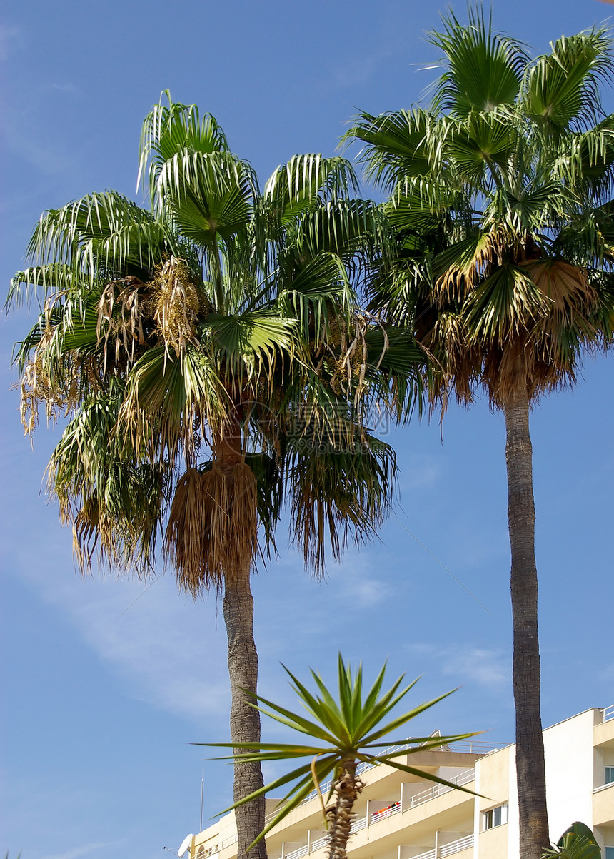 三掌植物群太阳棕榈天空植物晴天热带绿色图片