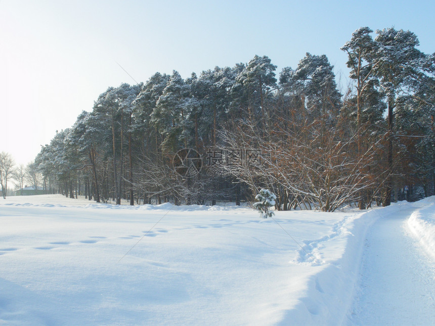 冬季森林生活守望者摄影场景白色人行道街道蓝色图片