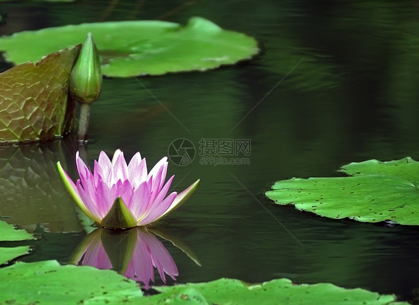 水百里河流百合湖泊白色花朵池塘树叶粉色植物花瓣图片