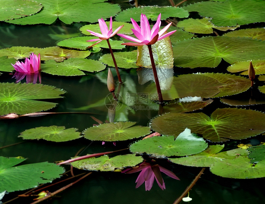 水百里植物粉色花朵黄色百合湖泊池塘白色树叶绿色图片