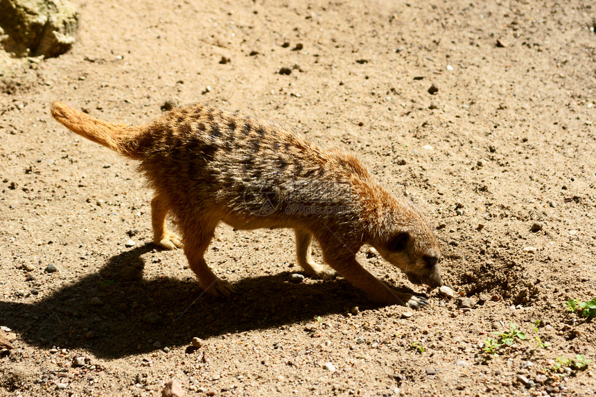 细尾米猫小狗动物园荒野棕色生活警卫太阳动物警报哺乳动物图片