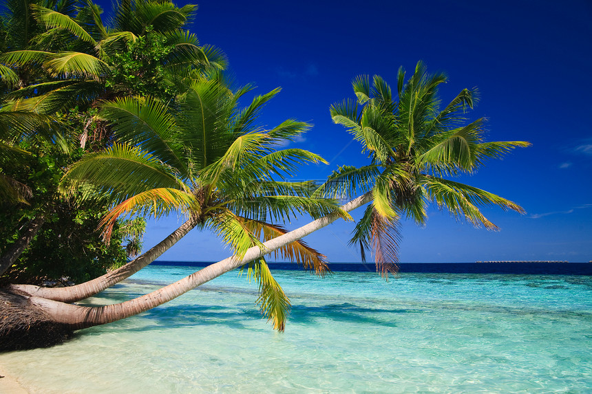 马尔代夫的热带天堂棕榈蓝色假期场景地平线气候海岸线植物旅游海景图片