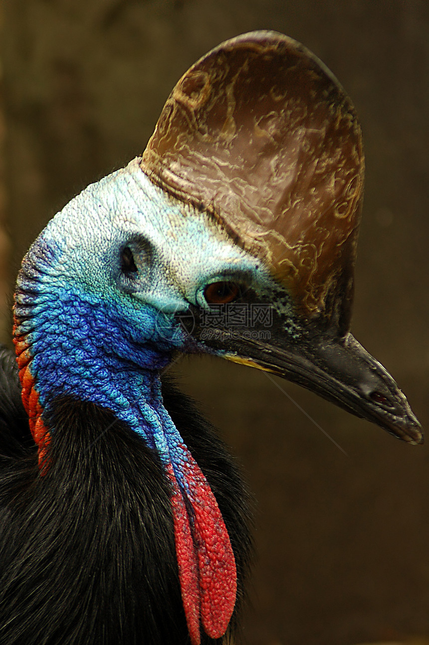 Cassowory 暗岩层羽毛荒野野生动物眼睛情调蓝色热带动物园喇叭异国图片