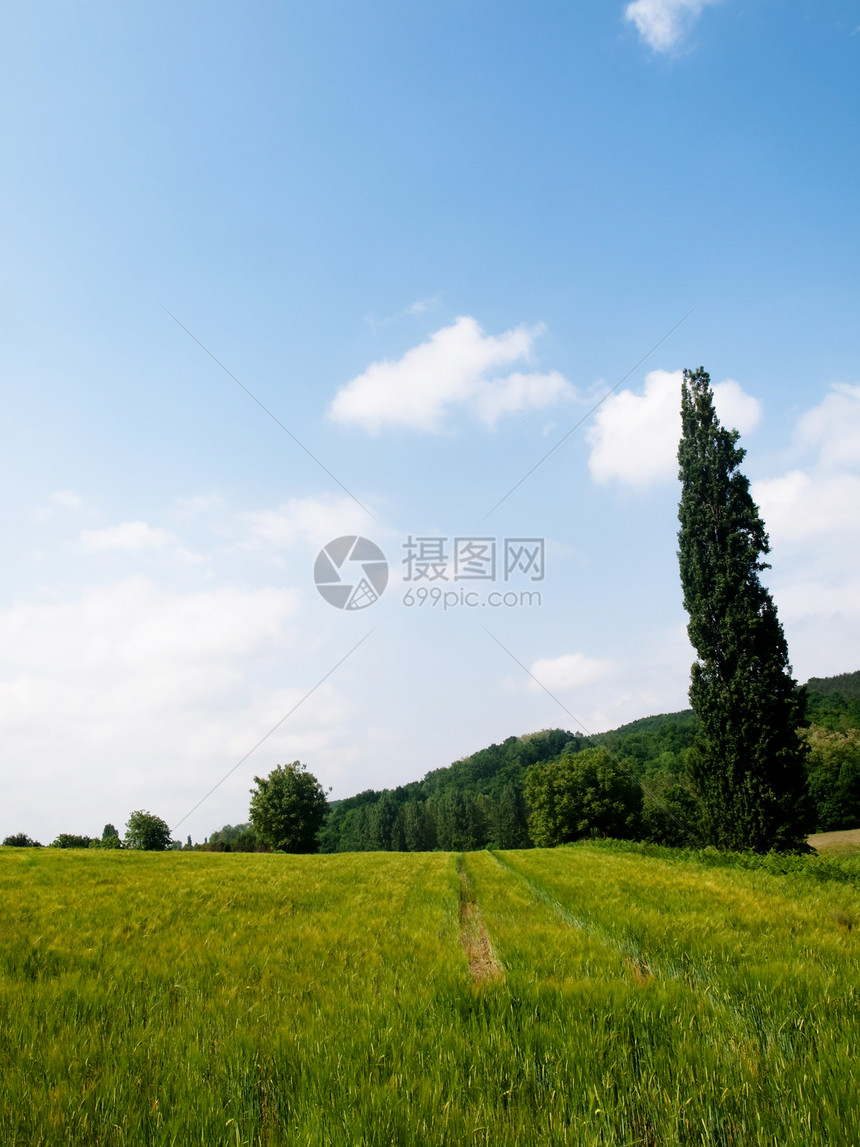 新鲜小麦草原乡村草本植物农业环境食物农村季节谷物绿色叶子图片