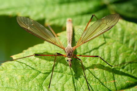 雄性蚊子蚊子鹤蝇绿色植物动物宏观爸爸雄性动物群绿色长腿昆虫背景