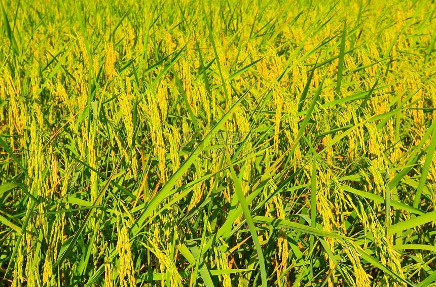 稻田种子季节热带金子农田粮食黄色食物收成生长图片