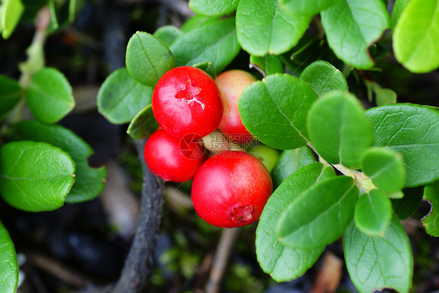 红莓食物小球水果叶子植物衬套红色图片