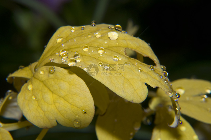 黄黄色有露珠的树叶绿色植物天气植物群宏观花园水分叶子雨滴生活飞沫图片