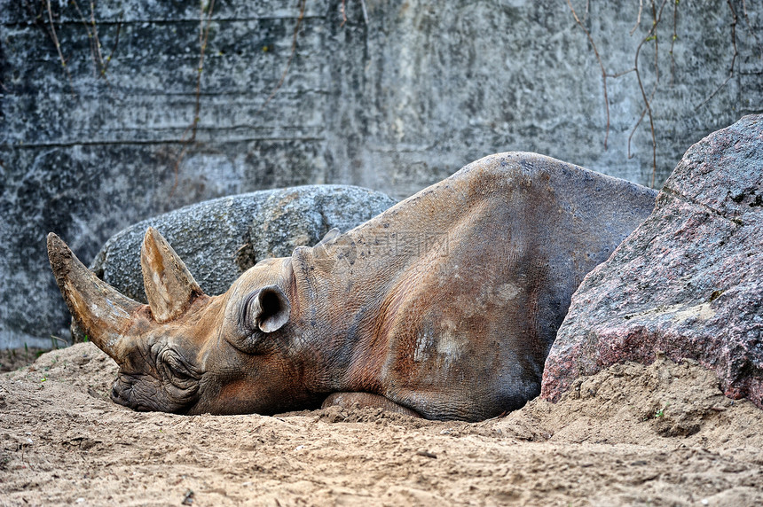 犀牛棕色荒野力量动物园哺乳动物姿势野生动物动物喇叭动物群图片