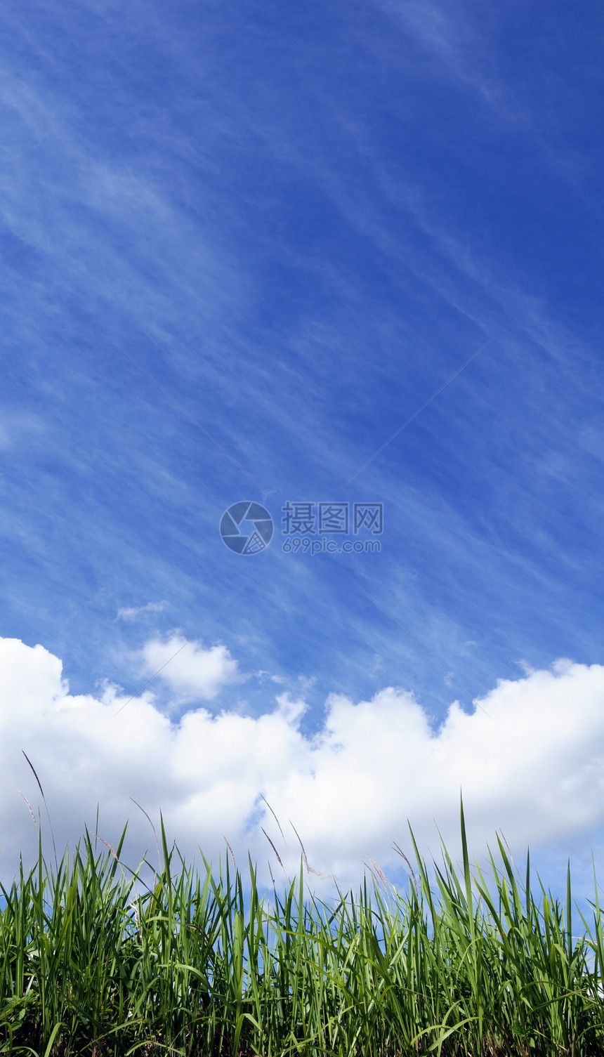青草与阳光天空图片