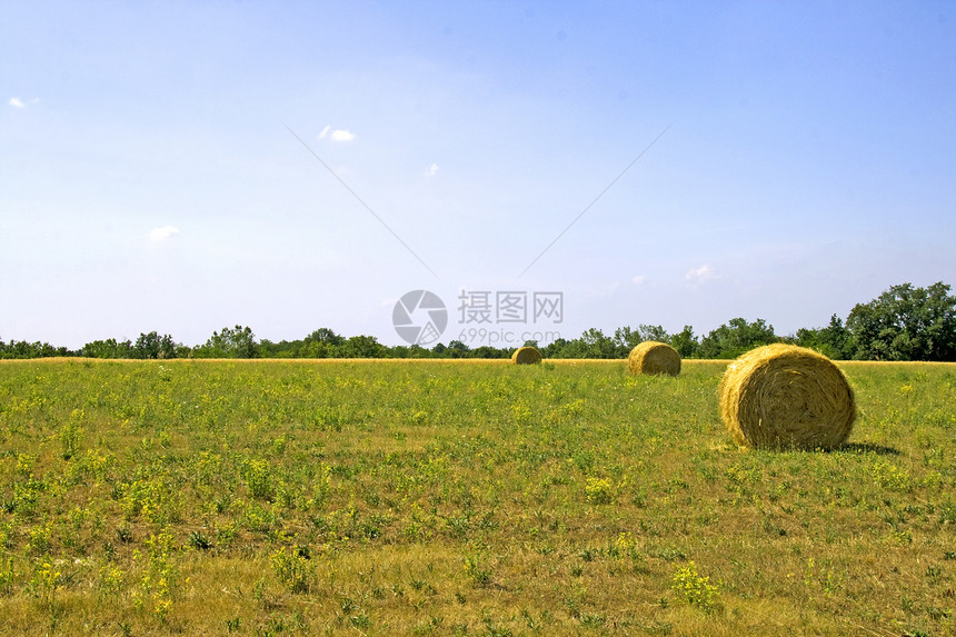 外地农作物粮食农业谷物国家场地农村农田农场图片