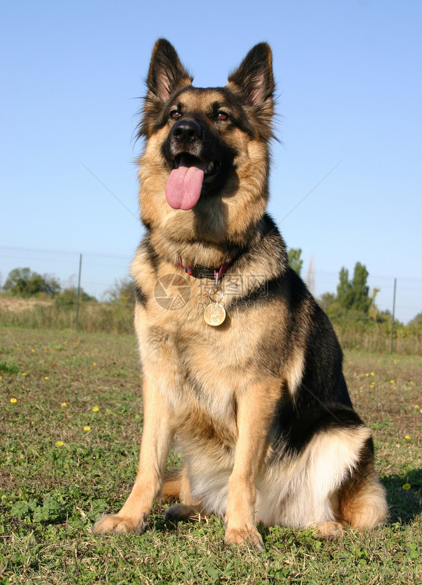 德国牧羊人动物小狗忠诚天空犬类宠物牧羊犬蓝色图片