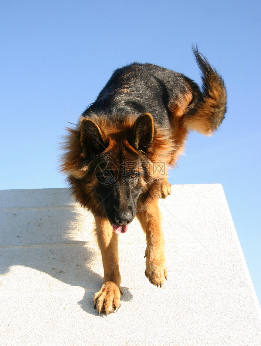 德国牧羊人牧羊犬蓝色小狗宠物忠诚动物天空犬类图片