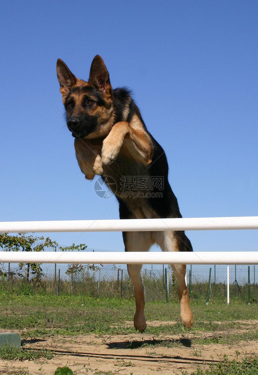 跳跃德国牧羊人犬类天空运动蓝色小狗牧羊犬宠物动物忠诚图片