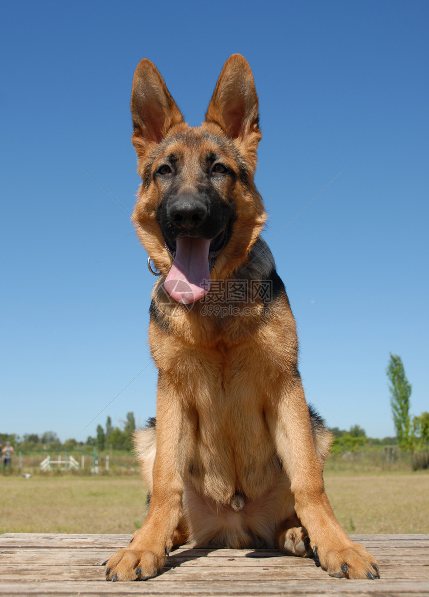 小狗德国牧羊人忠诚动物牧羊犬天空宠物蓝色犬类图片