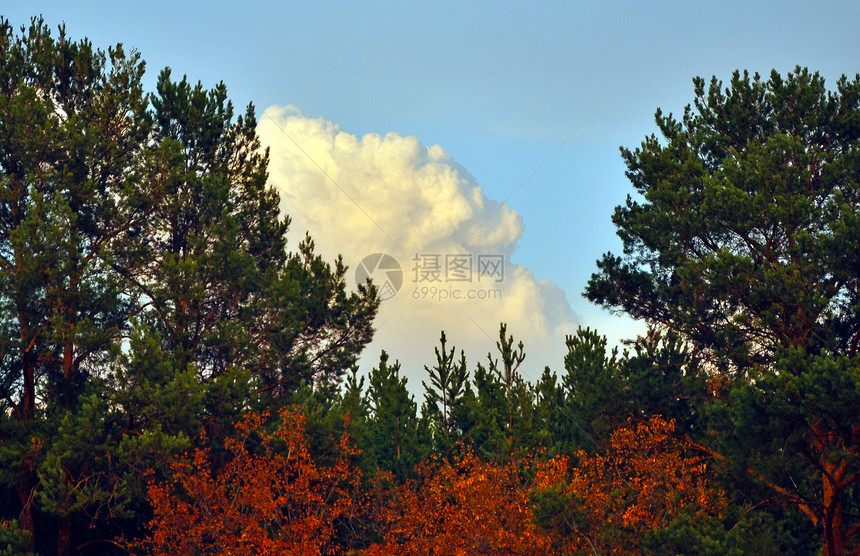 秋林叶子植物红色天空黄色蓝色橙子活力季节美丽图片