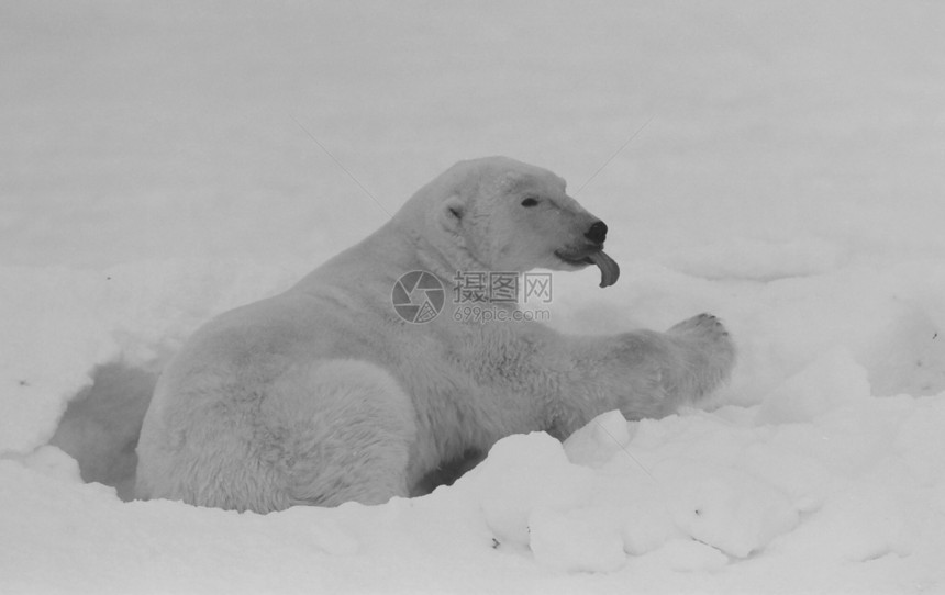 北极熊的其余部分濒危乐趣季节动物学捕食者动物旅行小狗哺乳动物野生动物图片