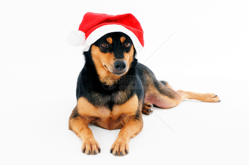 可爱的狗穿着圣诞礼帽图片