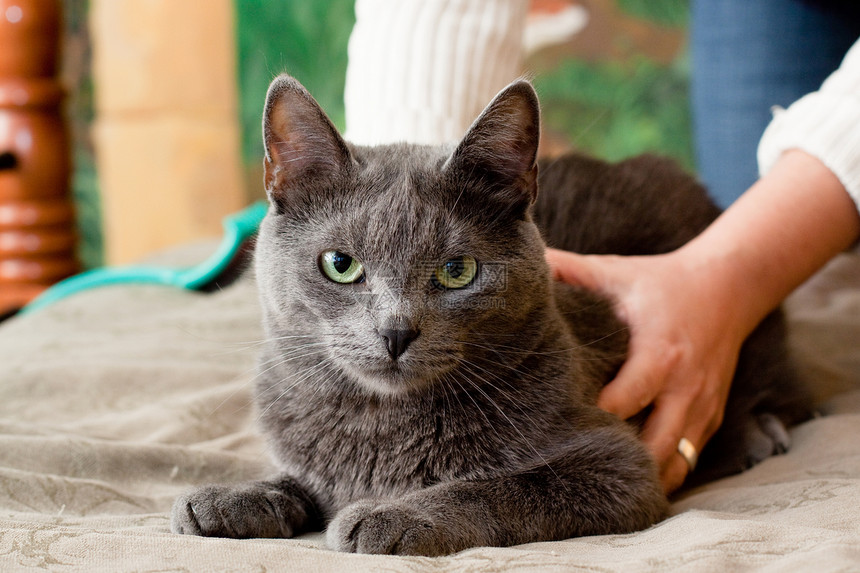 克雷猫宠物动物姿势牛仔裤猫科说谎水平地毯头发灰色图片