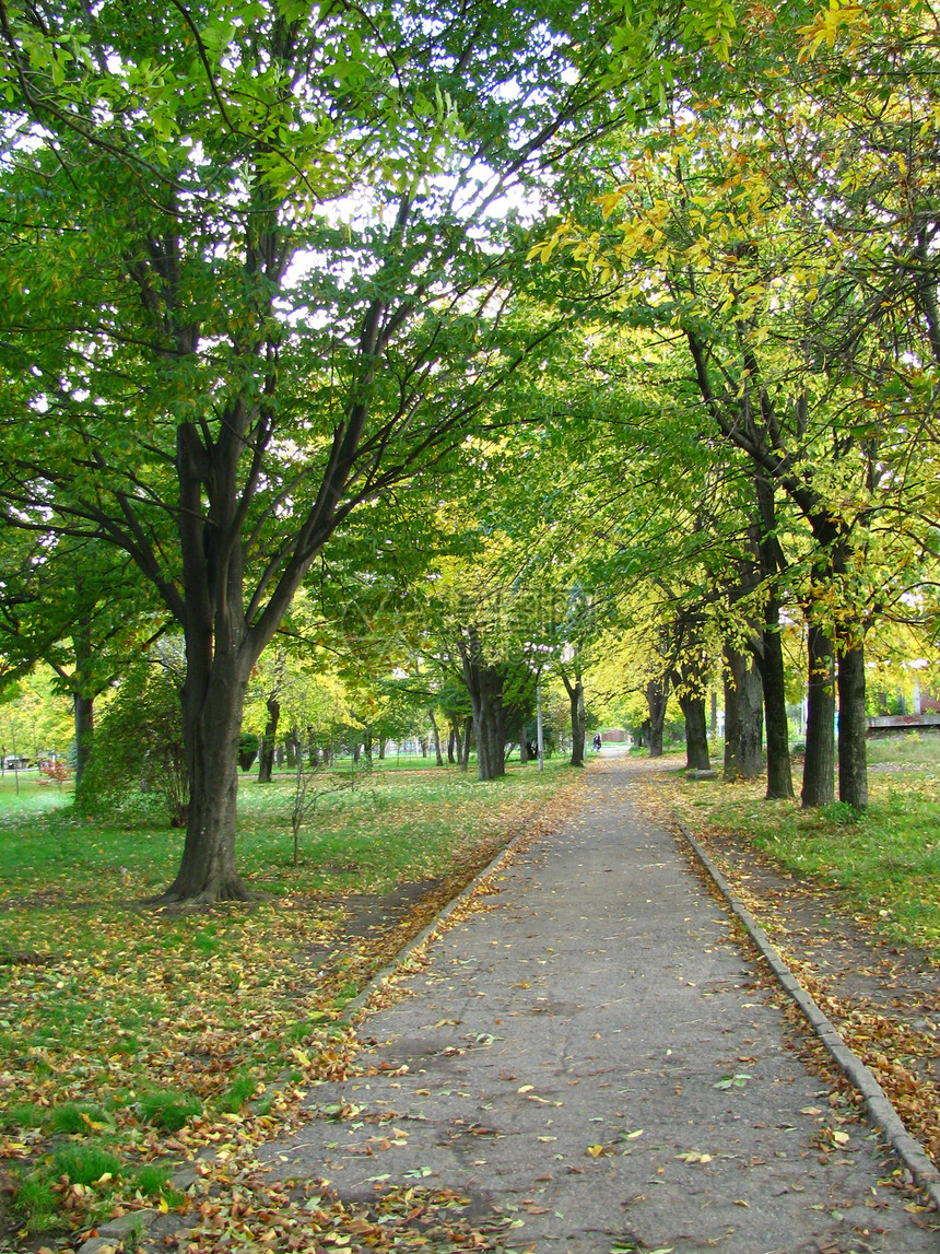 秋季城市背景树叶生态公园瓷砖正方形树木金子巷道图片