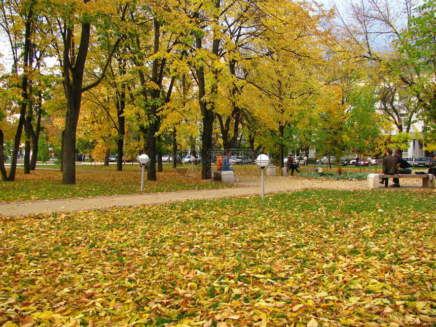 秋季树木背景树叶叶子巷道城市黄色瓷砖生态公园图片
