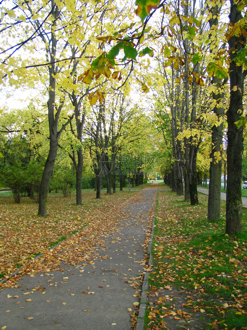 秋季背景城市叶子树木生态金子风景公园树叶正方形图片