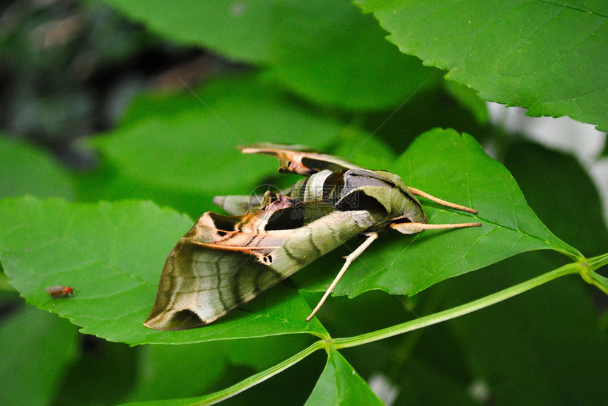 潘多拉斯芬克斯 Moth昆虫人面鳞翅目野生动物狮身动物群图片