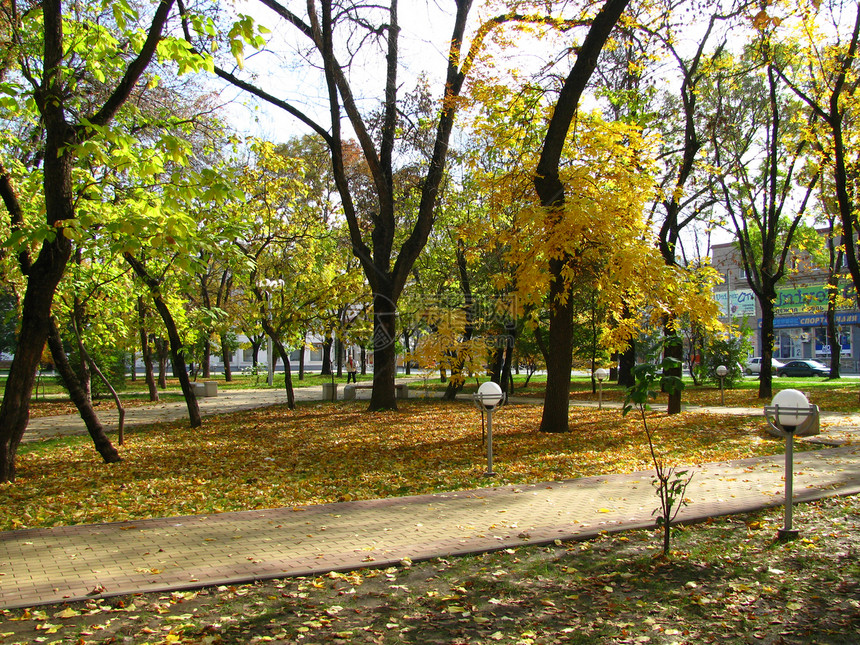 秋季公园巷道树木黄色正方形叶子树叶背景生态城市图片