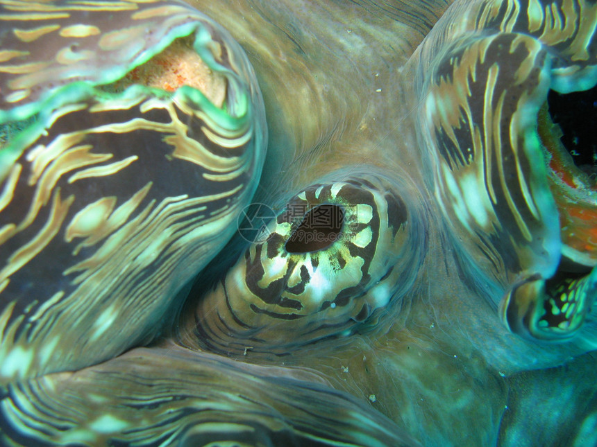 巨蛤海洋生物巨蚌照片潜水图片