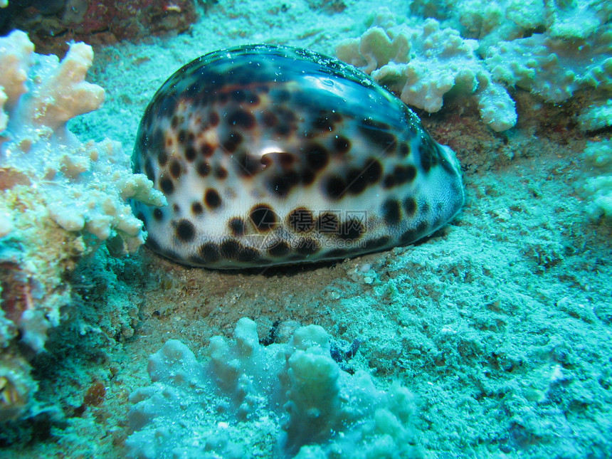 海壳壳潜水海洋生物照片图片