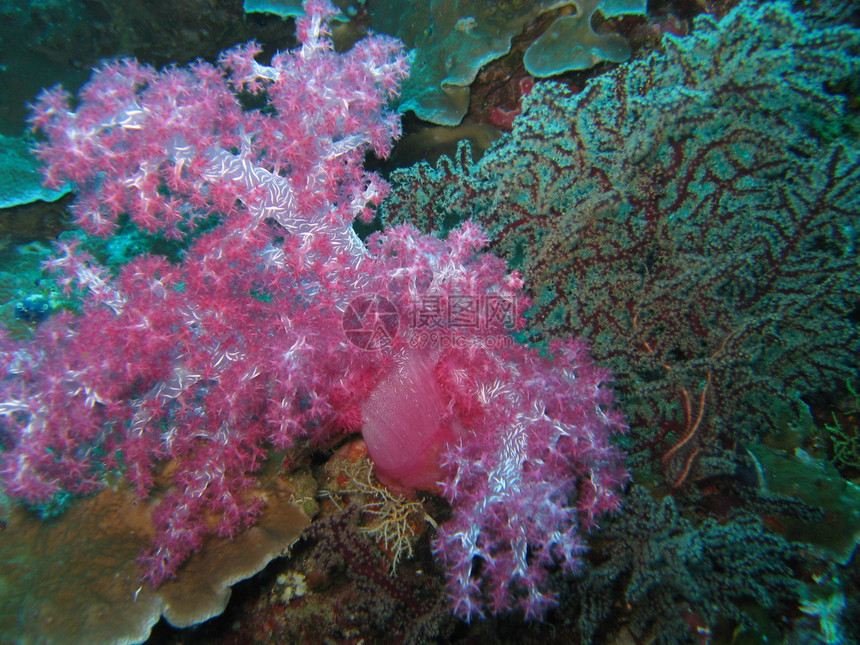 软珊瑚照片海洋生物潜水图片